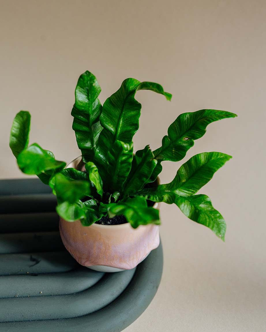 Healthy Asplenium nidus ‘Crispy Wave’ Baby in a soft pink pot. A perfect compact fern with wavy green leaves for your indoor houseplant collection