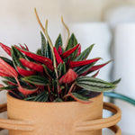 Peperomia 'Eden Rosso' Medium