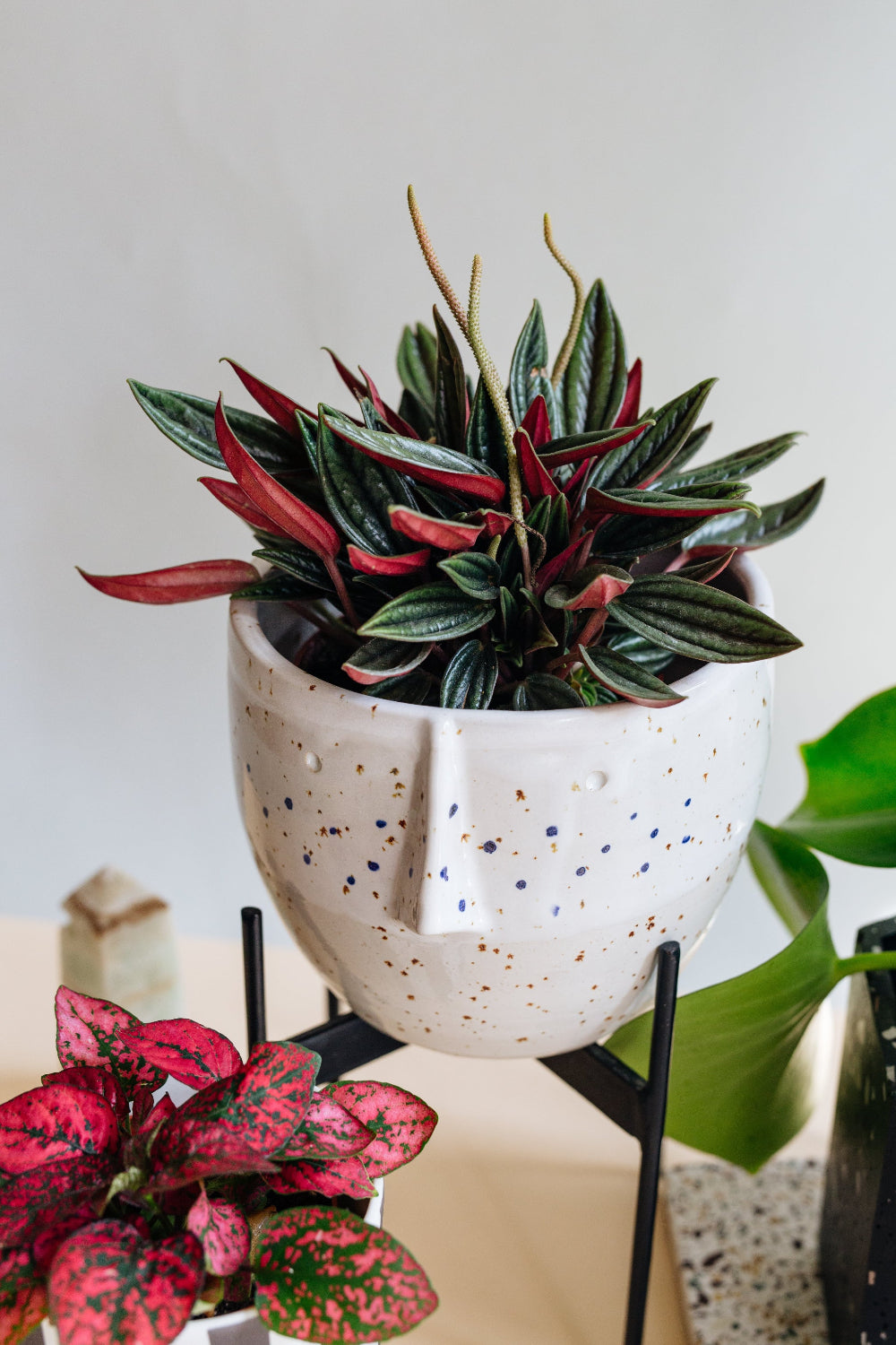 Peperomia 'Eden Rosso' Medium -  Plant Circle.