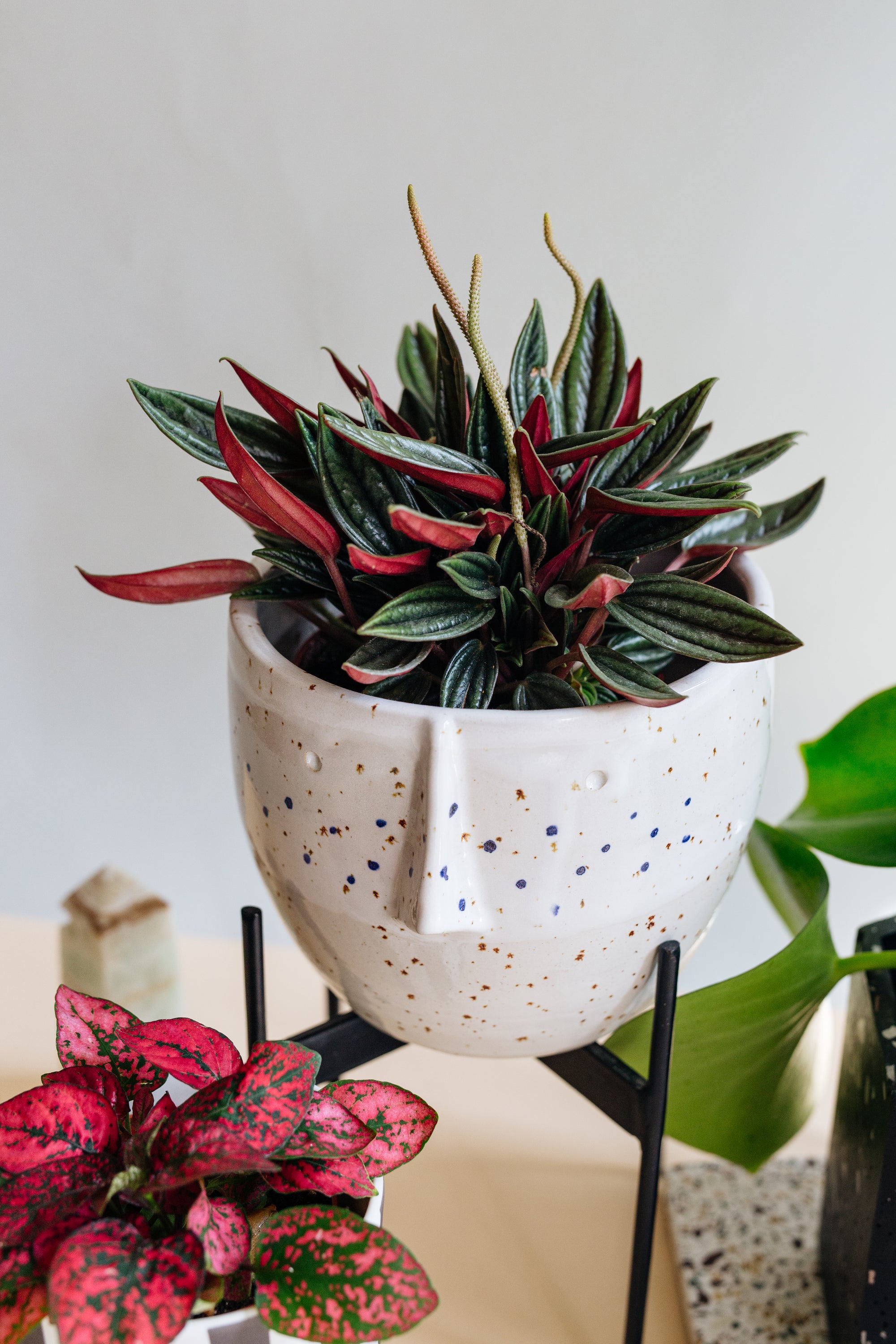 Peperomia 'Eden Rosso' Medium