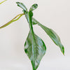 Philodendron Joepii Baby