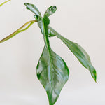 Philodendron Joepii Baby