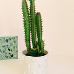 Euphorbia trigona Large