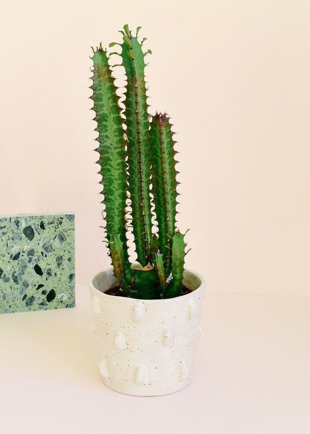 Euphorbia trigona Large