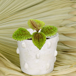 Pilea 'Moonvalley' Baby