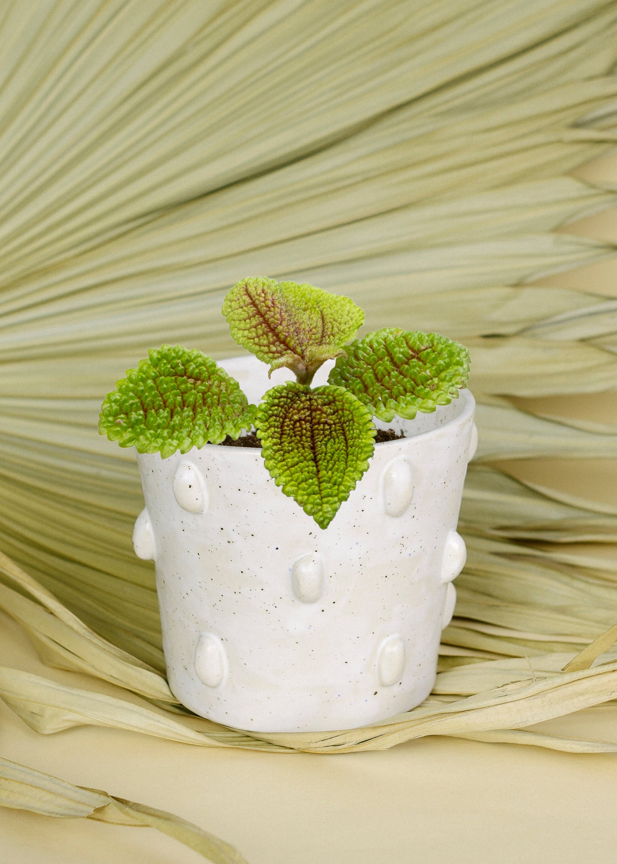 Pilea 'Moonvalley' Baby