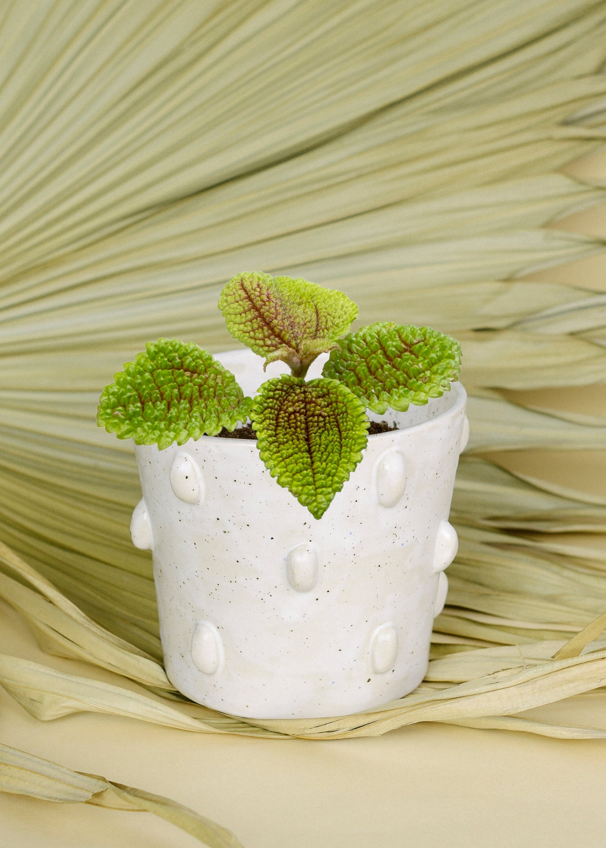 Pilea 'Moonvalley' Baby