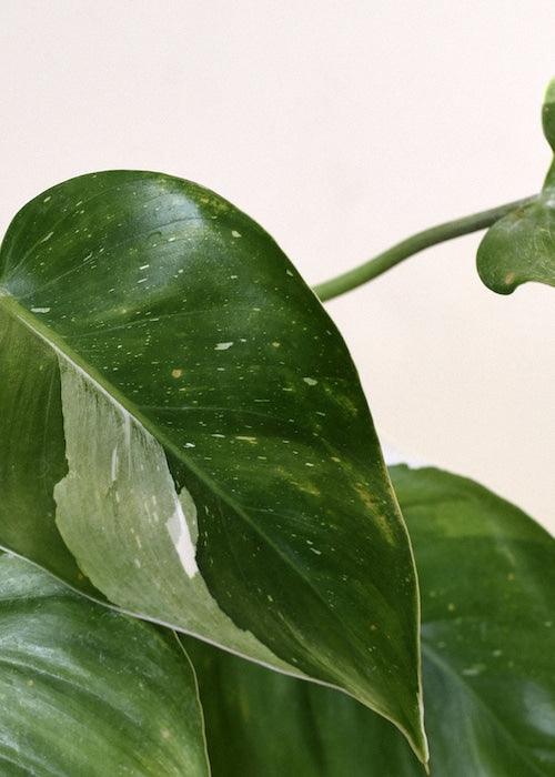 Philodendron 'White Princess' Medium