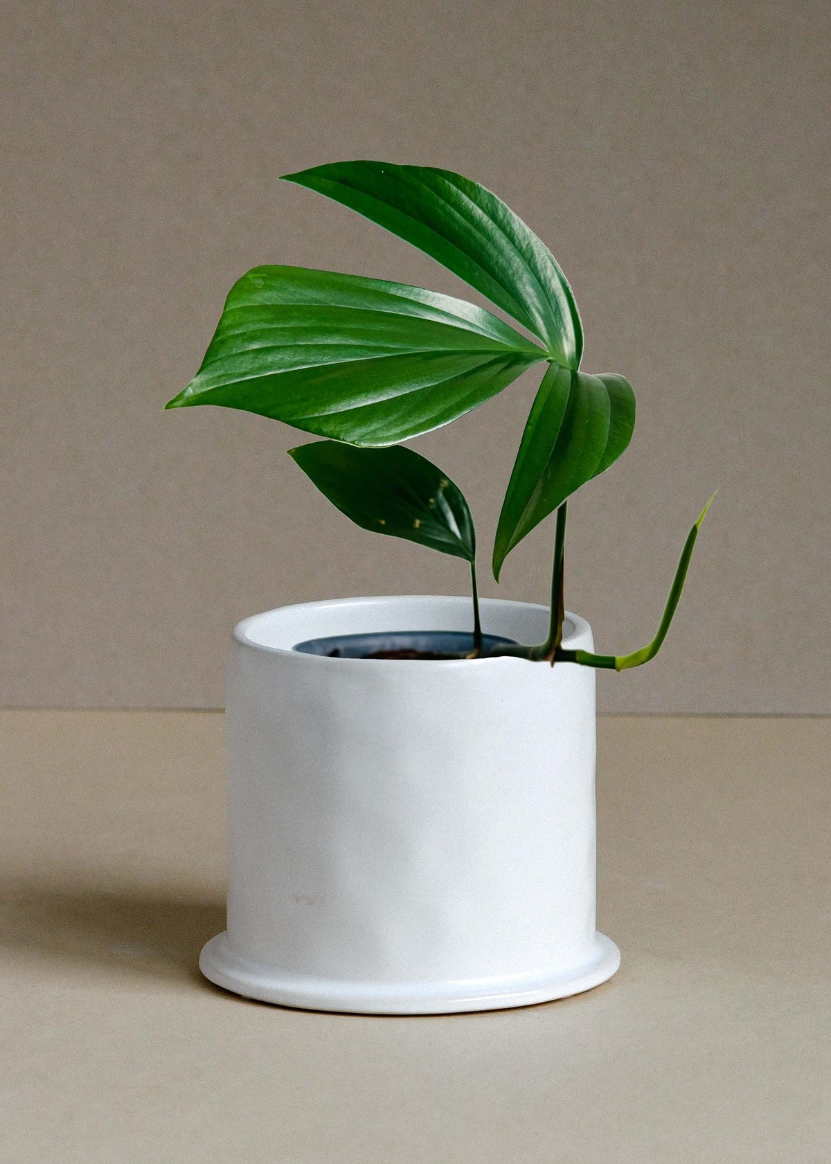 Rhaphidophora decursiva 'Dragon Tail' M -  Plant Circle.