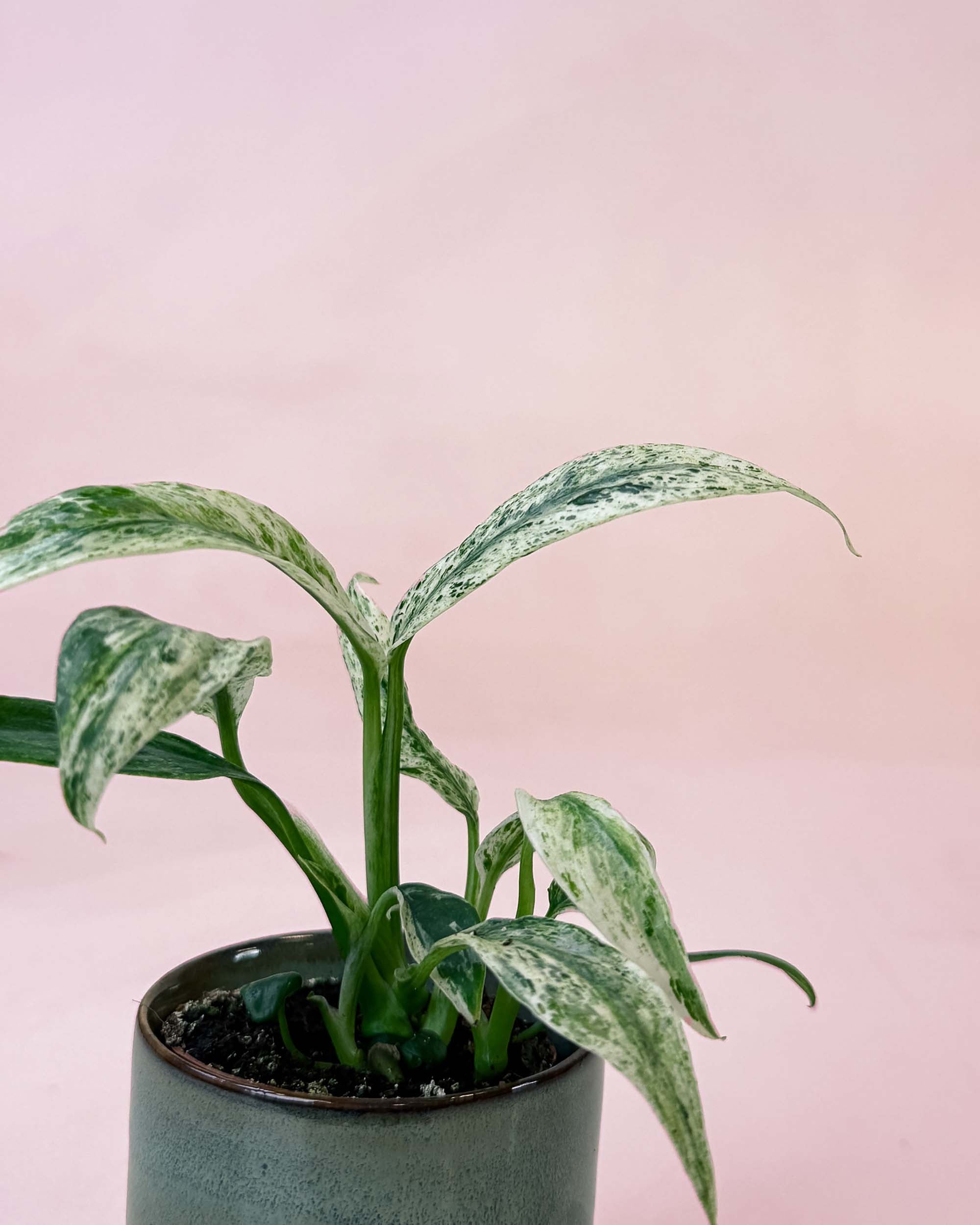 Side view of Rhaphidophora Puberula Variegata with striking marbled foliage, compact rare aroid perfect for German apartments
