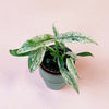Rhaphidophora Puberula Variegata baby plant in P6 nursery pot with cream-white variegated leaves, ideal indoor climbing aroid for European homes