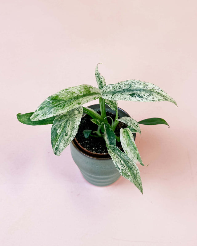 Rhaphidophora Puberula Variegata baby plant in P6 nursery pot with cream-white variegated leaves, ideal indoor climbing aroid for European homes