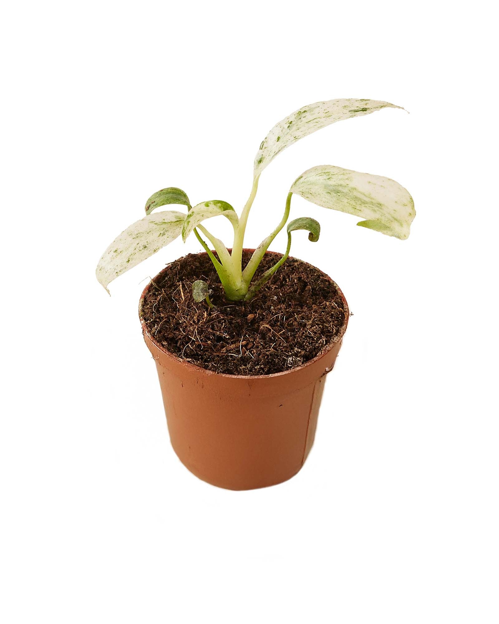 Small Rhaphidophora Puberula Variegata in terracotta-style nursery pot, pet-toxic tropical houseplant for bright indoor spaces

