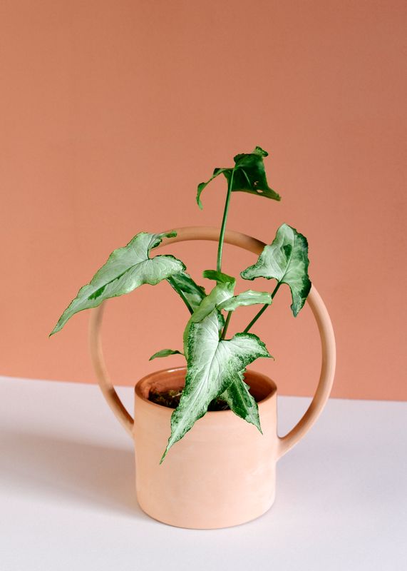 Syngonium Podophyllum Magic Marble de Plant Circle – Mediano, aprox. 25 cm de altura – Maceta de 12 cm