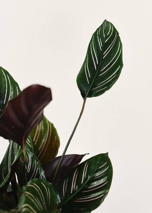 Calathea Ornata (Pinstripe) L – Large, Approx. 70.0cm height – 19.0cm Pot Default Title 1