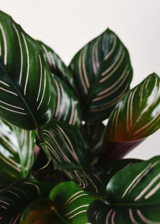 Goeppertia (Calathea) Ornata (Pinstripe) XL