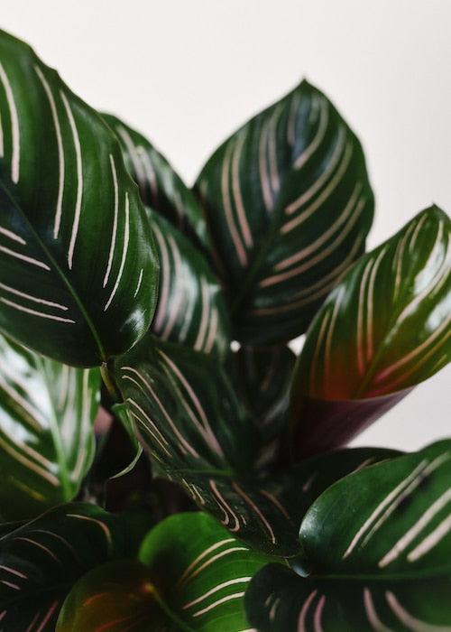 Goeppertia (Calathea) Ornata (Pinstripe) XL