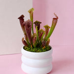 A potted carnivorous pitcher plant with green and burgundy tubular leaves, set in a white ribbed ceramic pot with green moss, against a split pink and beige background.