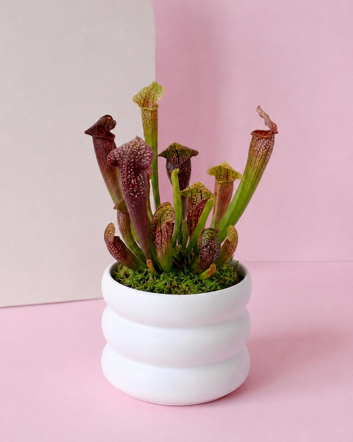 A potted carnivorous pitcher plant with green and burgundy tubular leaves, set in a white ribbed ceramic pot with green moss, against a split pink and beige background.