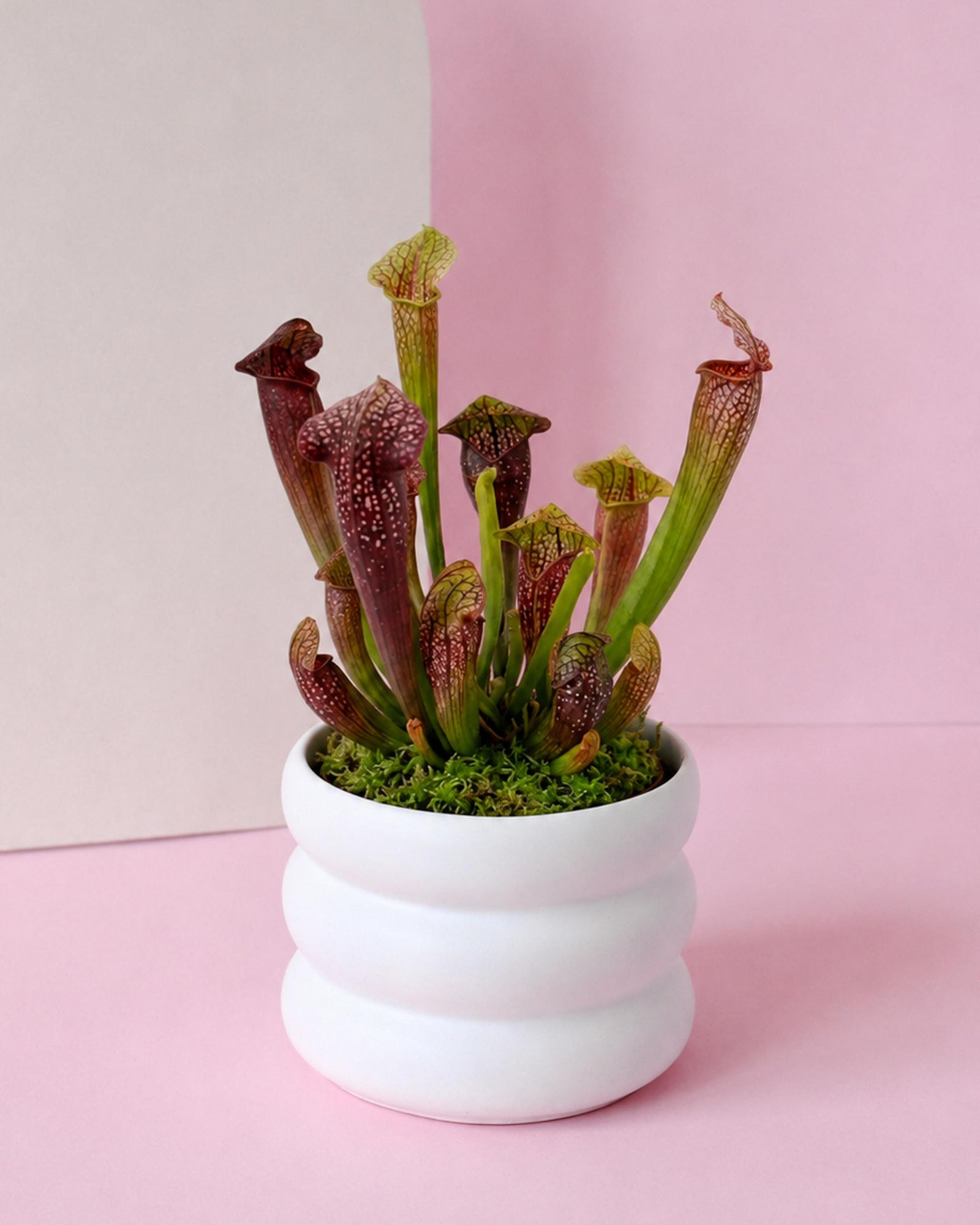 A potted carnivorous pitcher plant with green and burgundy tubular leaves, set in a white ribbed ceramic pot with green moss, against a split pink and beige background.