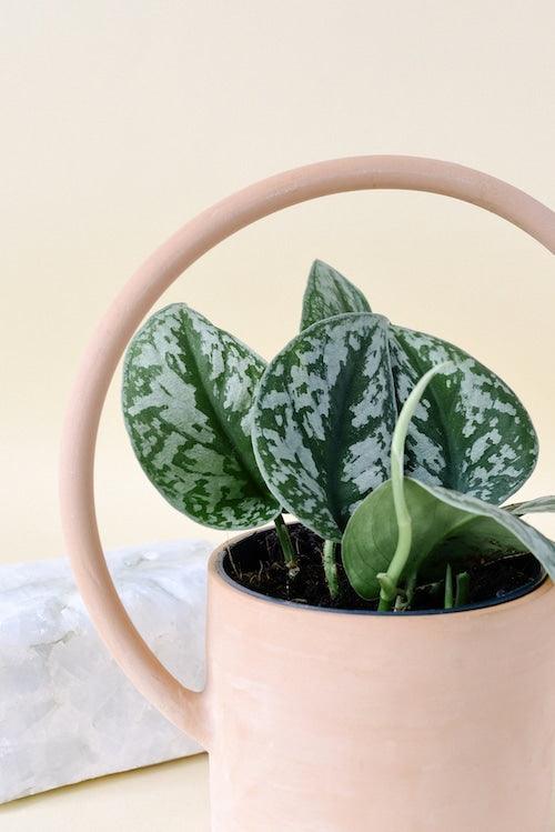 Scindapsus pictus 'Exotica'