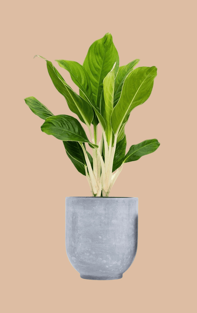 Aglaonema Cintho King L – Large, Approx. 50.0cm height – 18.0cm Pot Default Title 1