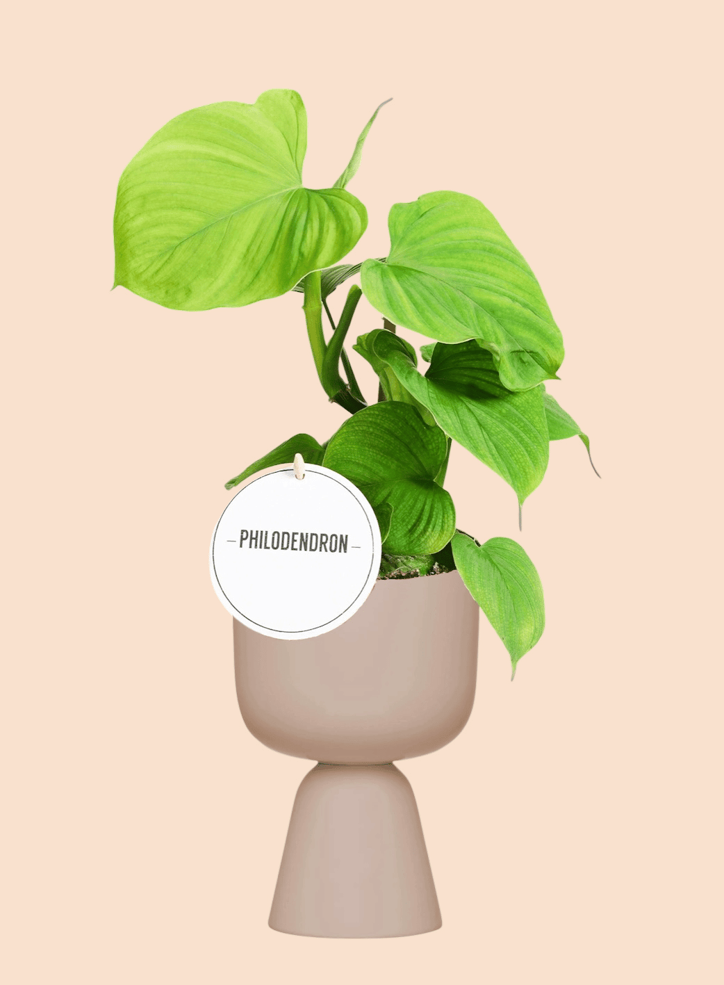 philodendron peru fibraecataphyllum Philodendron Fibraecataphyllum by Plant Circle – Medium, Approx. 30.0c