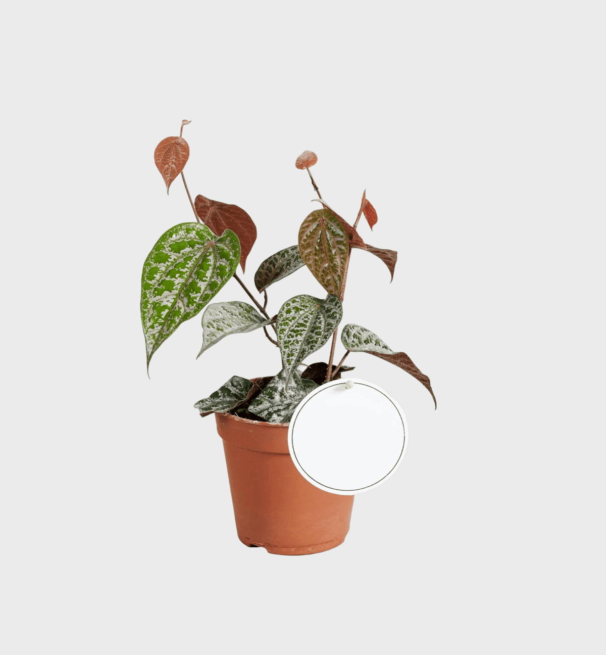 Piper Crocatum Pink – Medium, Approx. 25.0cm height – 12.0cm Pot 2