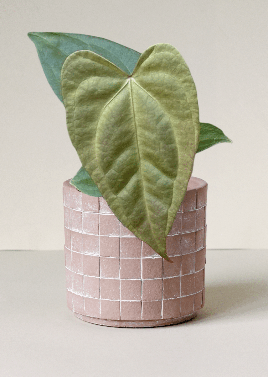 anthurium nega Anthurium forgetii x nigrolaminum 'Gigi'