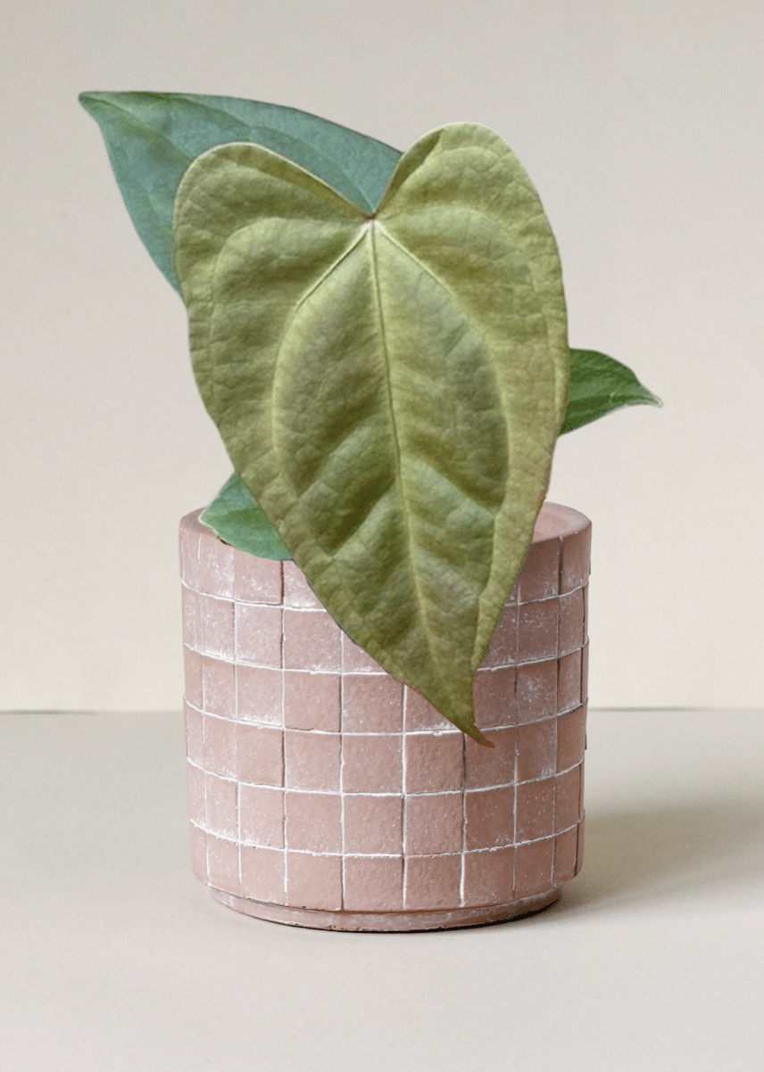 Anthurium forgetii x nigrolaminum 'Gigi'