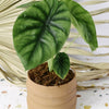 healthy Alocasia clypeolata 'Green shield'  plant in a ceramic planter on a  terrazzo surface