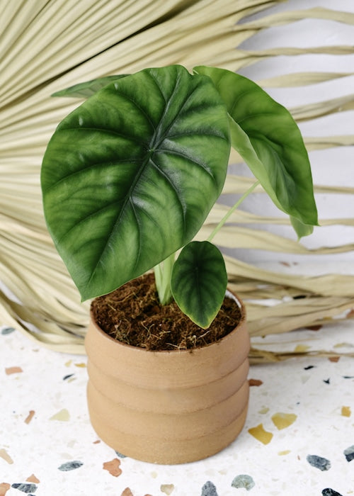 healthy Alocasia clypeolata 'Green shield'  plant in a ceramic planter on a  terrazzo surface