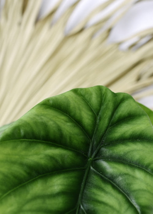 close up of Alocasia clypeolata 'Green shield' XS Baby leaf