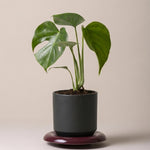 Monstera Sierrana, Baby - P6 H15