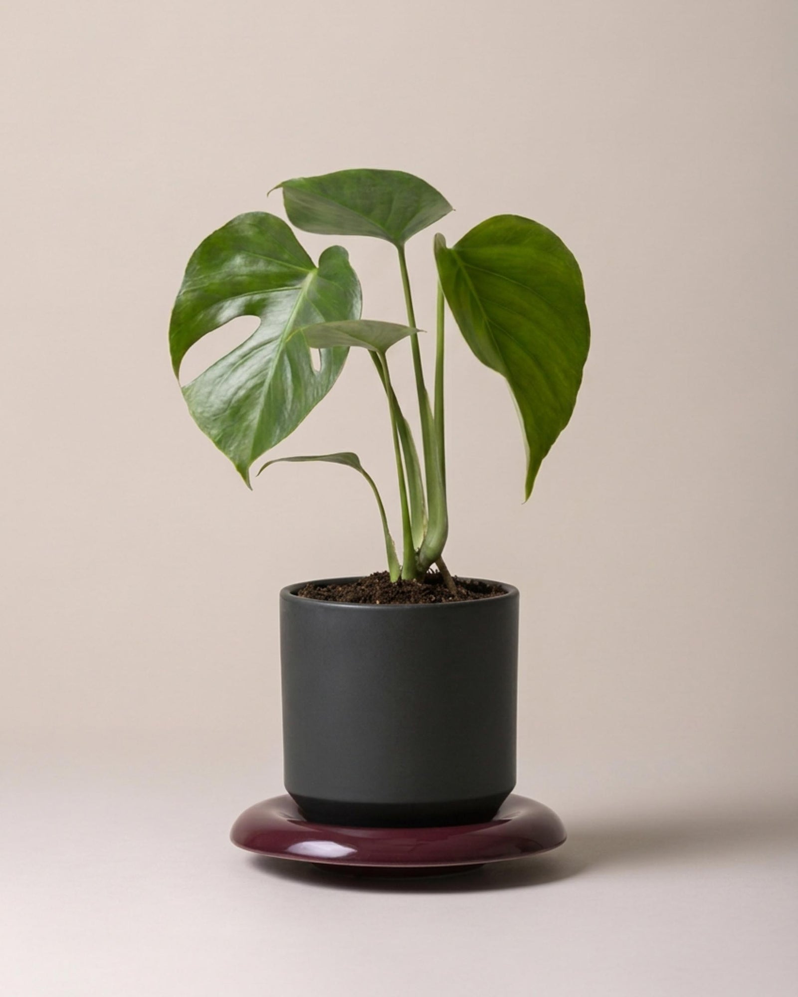 Monstera Sierrana, Baby - P6 H15