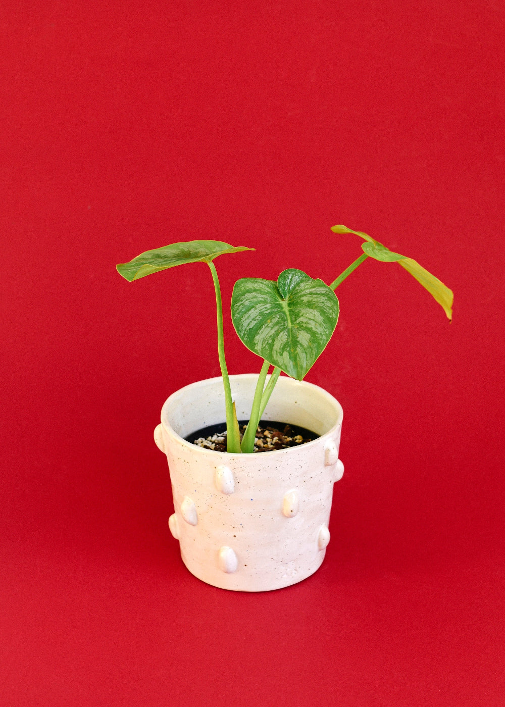 Healthy baby philodendron sodiroi with silver splashed leaves in a textured white pot on a red background