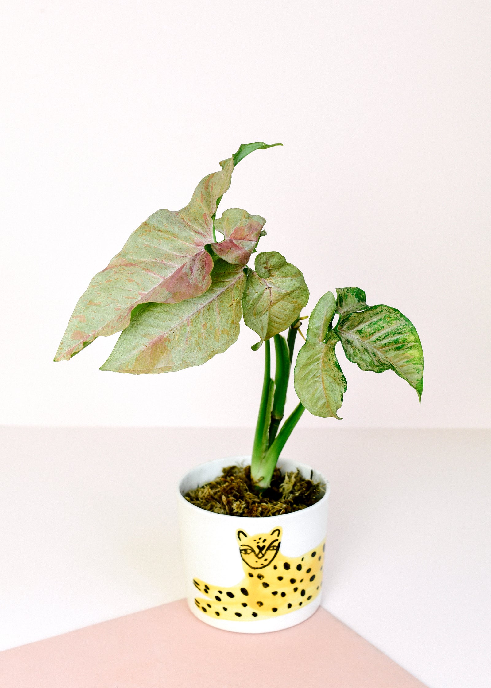 Syngonium Podophyllum 'Confetti'