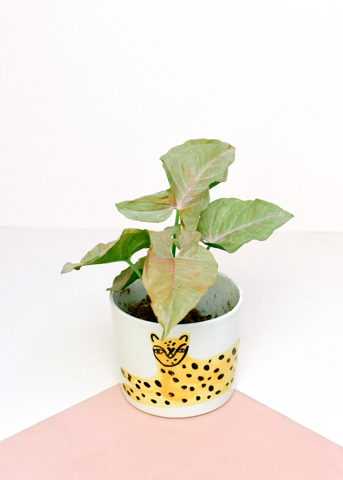 A potted houseplant with green leaves in a white ceramic pot decorated with a yellow leopard print and a black cat face, set against a white background with a pink surface.