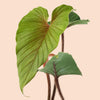 Large Philodendron squamicaule leaf with red veining on a a pinkish-beige background