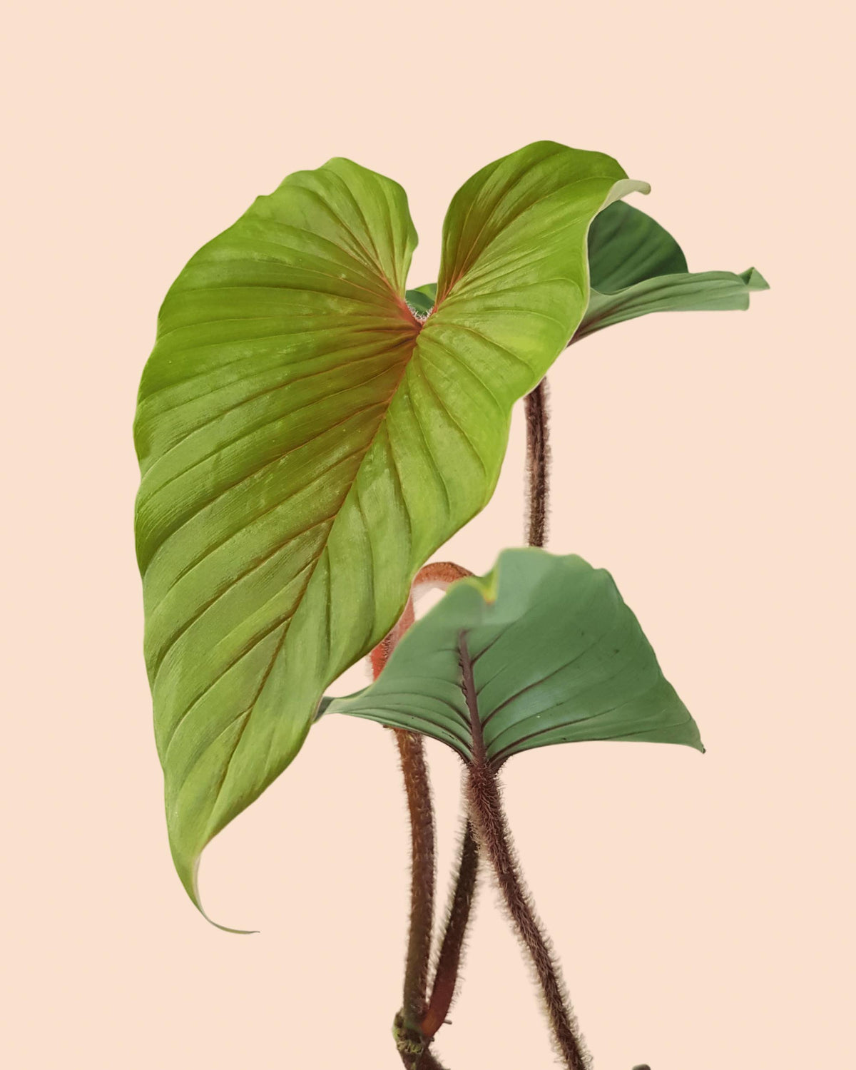 Large Philodendron squamicaule leaf with red veining on a a pinkish-beige background