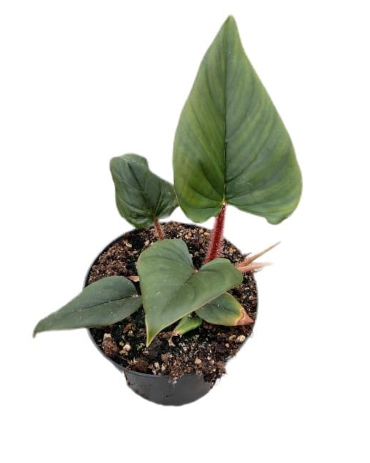 Philodendron squamicaule Baby