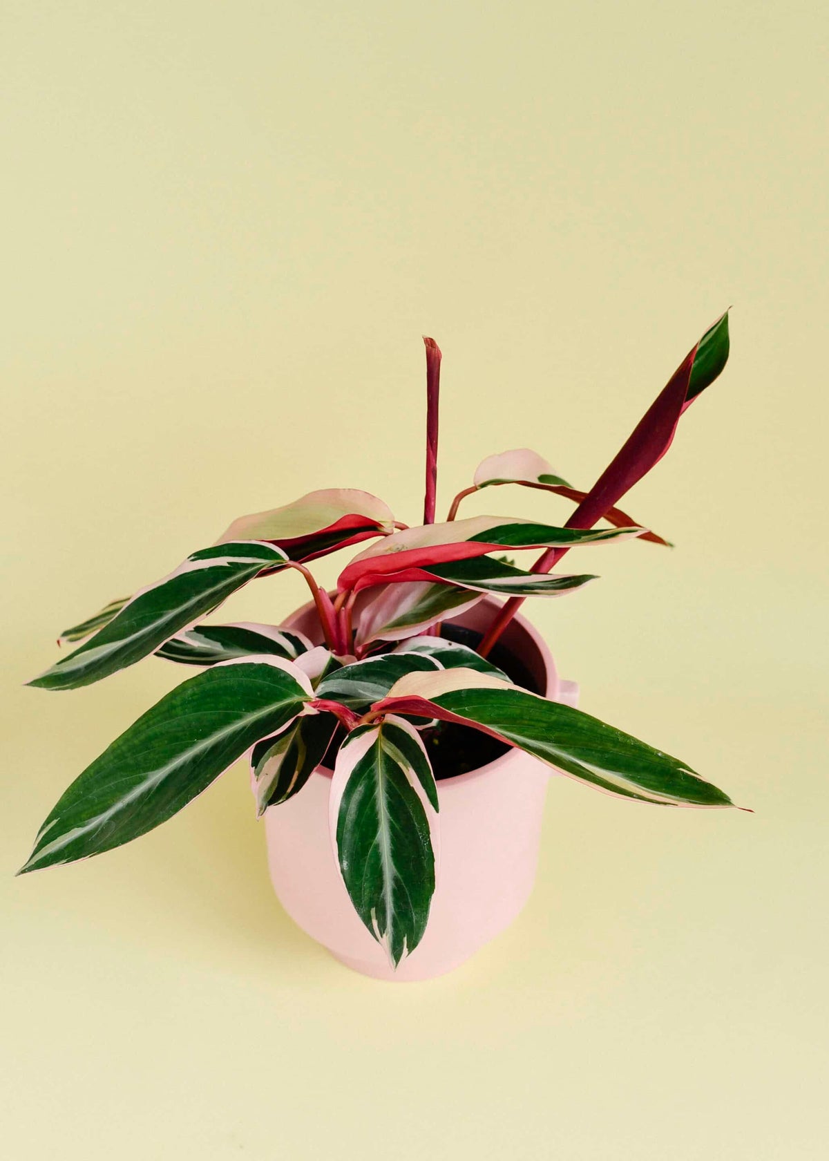 house plant stromata sanguina Discover the vibrant, easy-care Stromanthe Sanguinea 'Triostar' M houseplant. With its unique variegation and prayer-like leaf movement, it's a standout addition to any plant collection