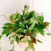 Hoya 'Sunrise' Large -  Plant Circle.