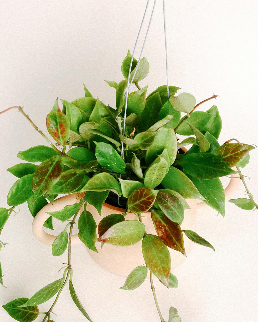 Hanging Hoya 'Sunrise'  plant in a pot against a white background