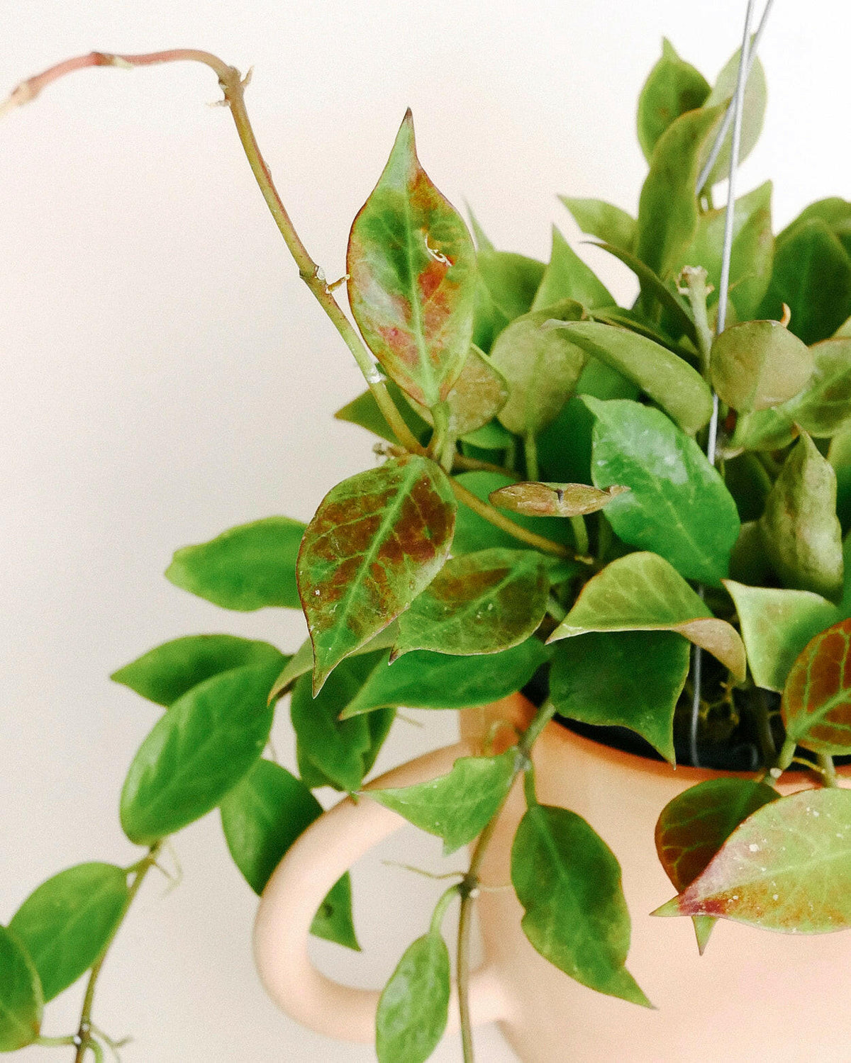 Hoya 'Sunrise' Large -  Plant Circle.