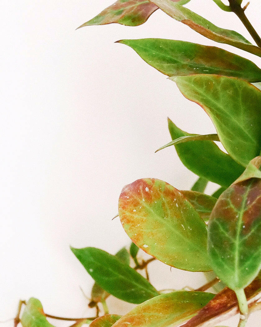 Hoya 'Sunrise' Large -  Plant Circle.