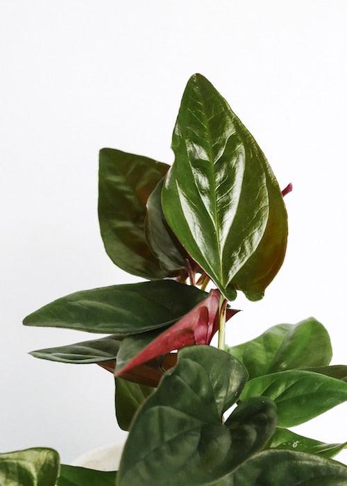 Healthy Syngonium Erythrophyllum ‘llano carti road’ M. A perfect syngonium erythrophyllum ‘llano carti road’ m for your indoor houseplant collection.