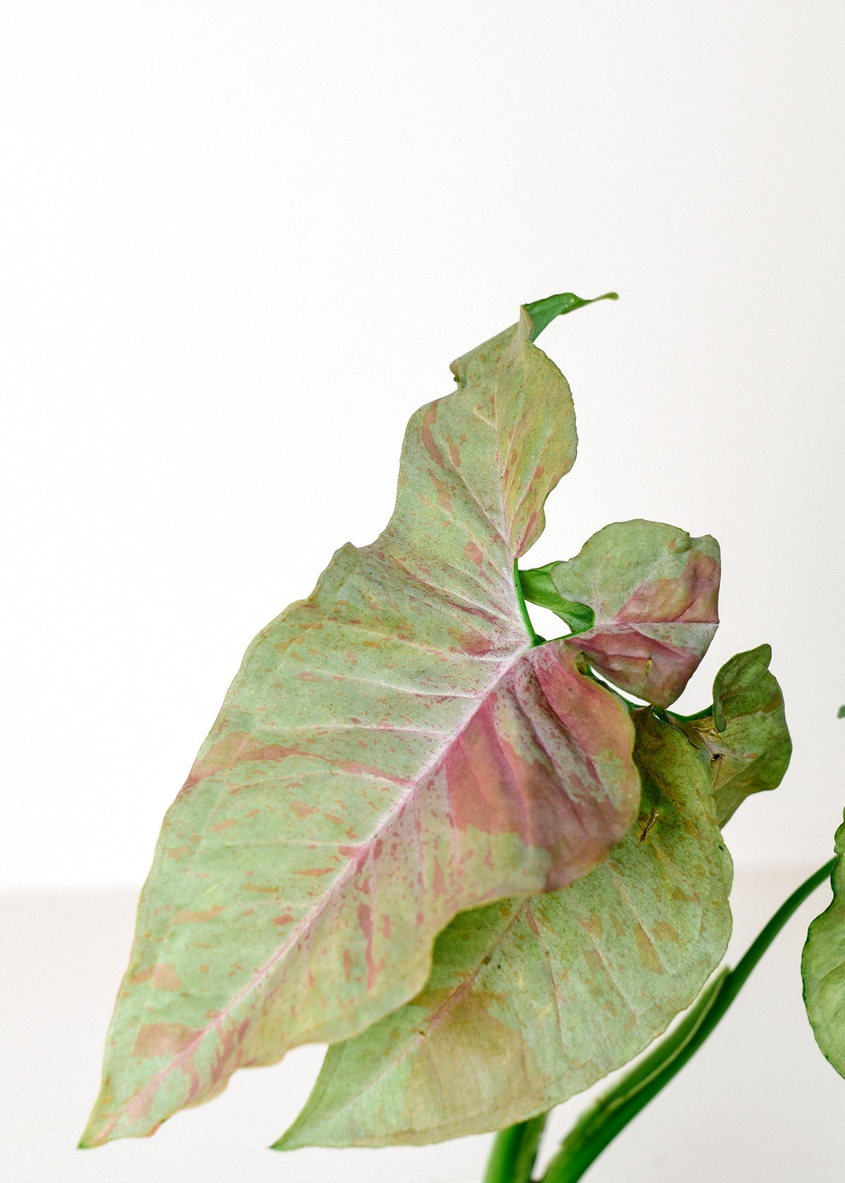 A close-up of a variegated green and pink Syngonium leaf with visible pink veins, set against a plain white background.