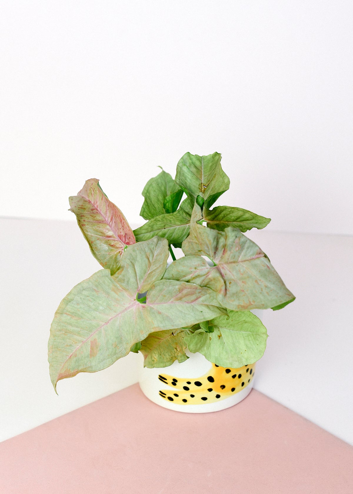 A potted Syngonium  Confetti plant with green and pink variegated leaves, in a white ceramic pot with yellow spots, set against a white background with a dusty pink surface.