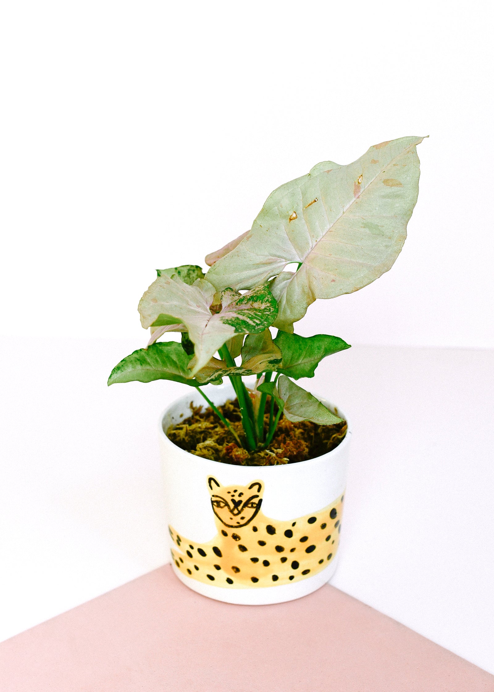 A potted Syngonium Milk Confetti with large pale green and green variegated leaves in a white ceramic pot decorated with a yellow leopard print and face, set against a white background with a soft pink surface.